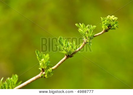 Luonnonvaraisten kasvien