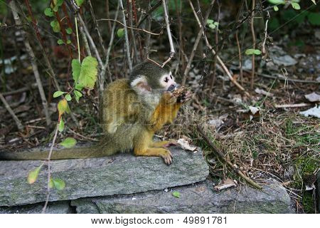 Squirrel monkey