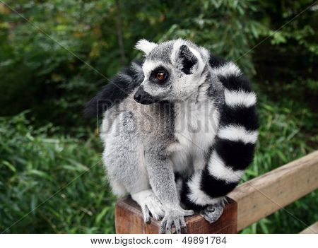 Lemur
