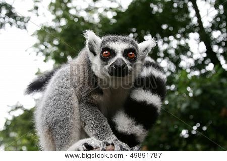 Lemur