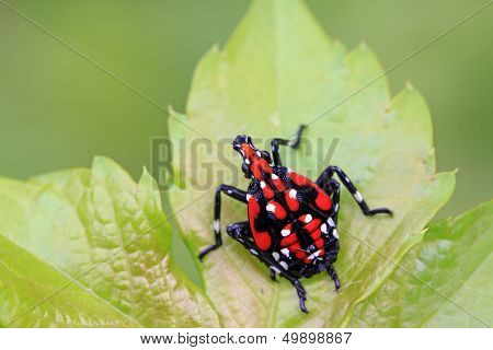 Fulgoroidea Insects