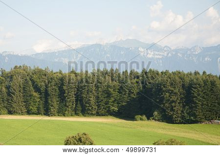 A Meadow Amidst Greenery