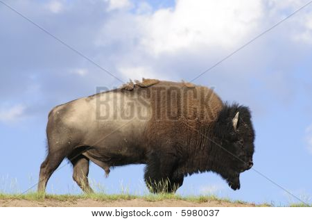 Buffalo iconica