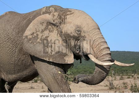 African Elephant