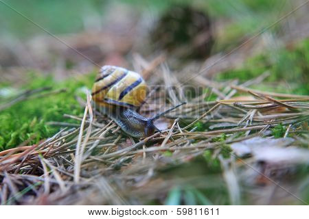 Snail on forest litter