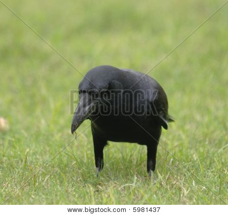Grande-de-bico do Corvo