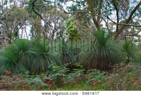 Xanthorrhoea