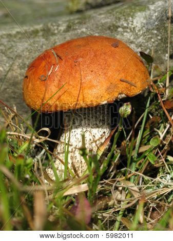 Gambo Scaber ruficeps