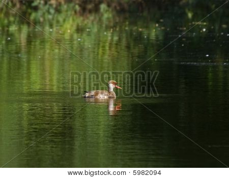 Redcrested Taffeland