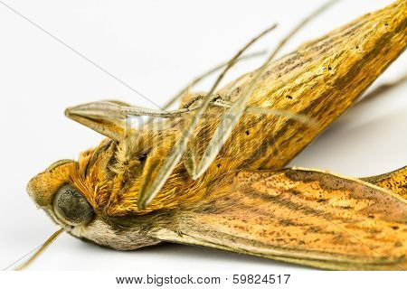 Macro Dead Moth
