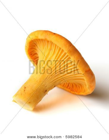 Yabani mantar - Cantharellus cibarius