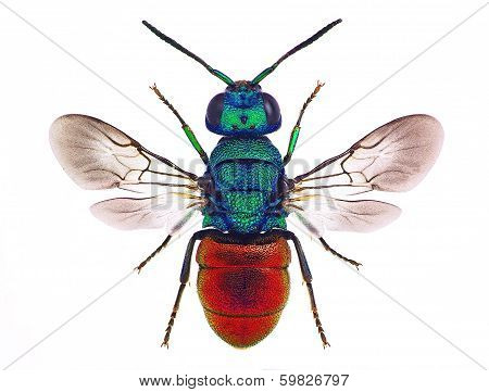 Amazing cuckoo wasp (Holopyga punctatissima)