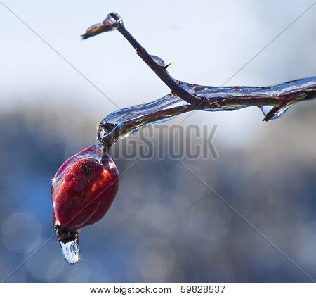 Frozen Rain