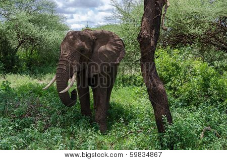 Elephant Near Tree