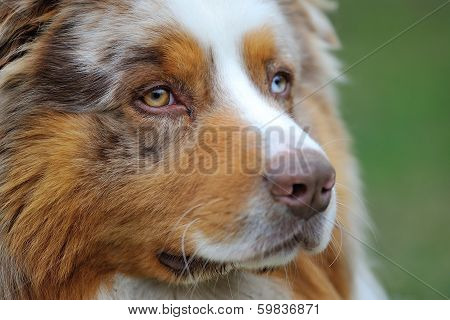 Australian Shepherd Portrait
