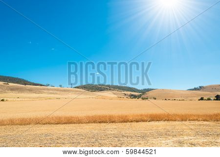 Oat Field