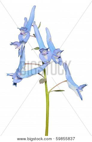 Flowers Of Birthwort