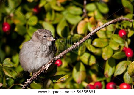 female house sparrow