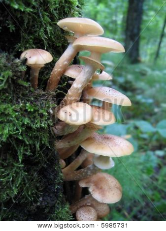 Funghi chiodini crescendo ad albero