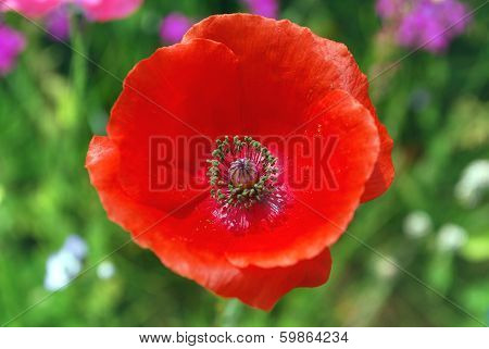 Bright red flower poppy