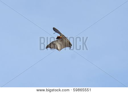 Lyie's Flyingfox