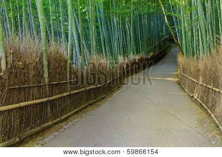 Chikurin-no-michi (bamboo Grove) At Arashiyama In Kyoto