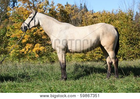 Portrait Of Nice Kinsky Horse With Bridle In Autumn