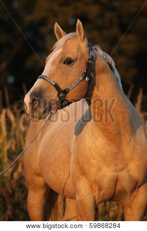 Nice Palomino Horse In Sunset