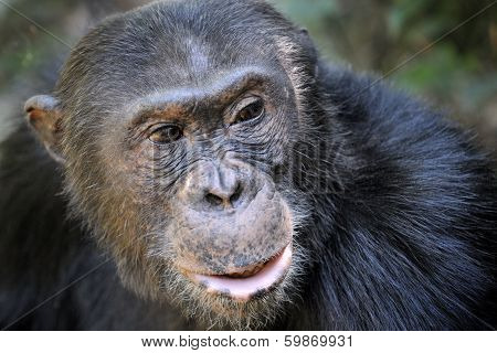 Chimpansee