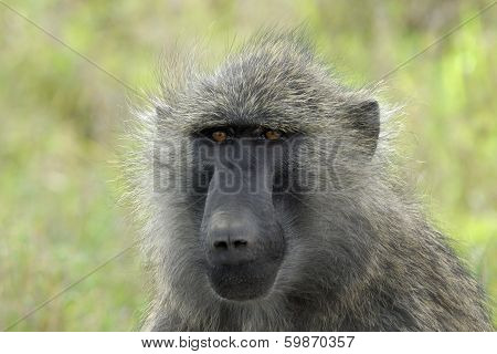 Baboon