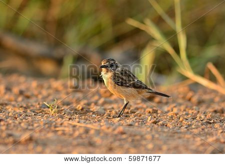 Female Eastern Stonechat (saxicola Stejnegeri)