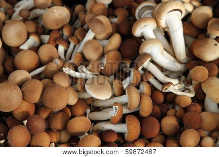 Brown Mushrooms Called Pioppini Sold At Local Market