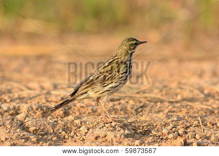 Rosy Pipit (anthus Roseatus)