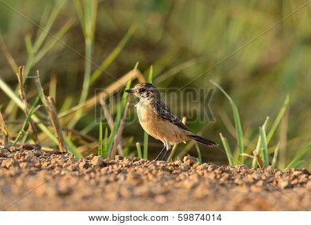 Female Eastern Stonechat (saxicola Stejnegeri)