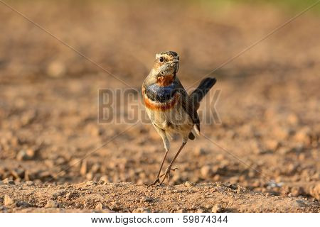 Male Bluethroat (luscinia Svecica)