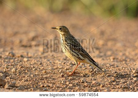 Immature Red-throated Pipit (anthus Cervinus)