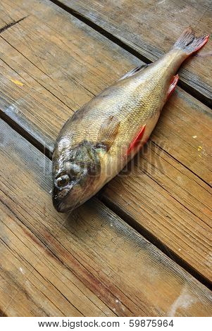 big Fish On The Wooden Board