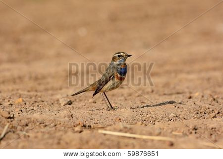 Male Bluethroat (luscinia Svecica)