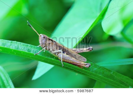 Mužské společné pole Grasshopper(chorthippus Brunneus) na A Blade z trávy
