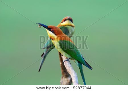 Chestnut Headed Bee Eater