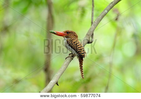 Female Banded Kingfisher
