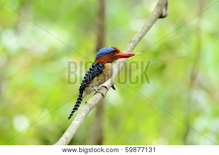 Male Banded Kingfisher