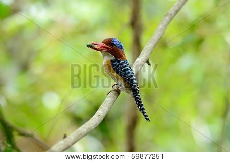 Male Banded Kingfisher