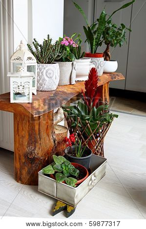 Indoor Botanic Garden For Room Decoration