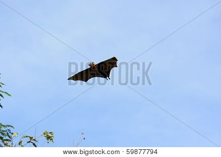Lyie's Flyingfox