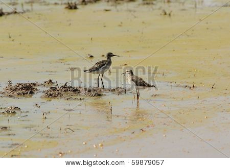 Wood Sandpiper