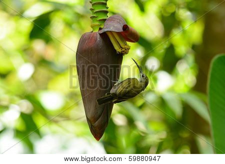 Little Spiderhunter