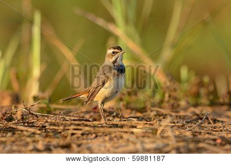 Male Bluethroat (luscinia Svecica)