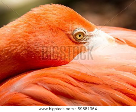 Pink Flamingo