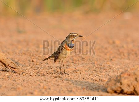 Male Bluethroat (luscinia Svecica)
